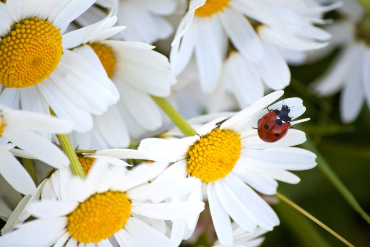 Ромашка с Божьей в высоком качестве