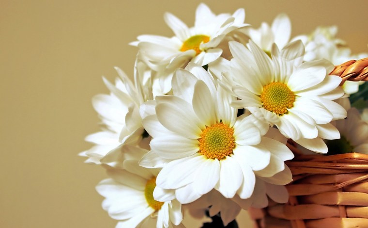 Букет ромашек на столе