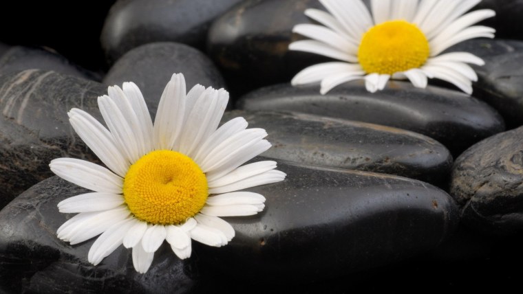 Заставка на рабочий стол ромашки