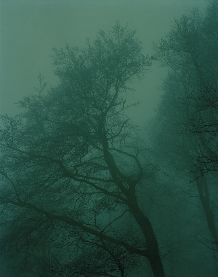 Зеленые растения Эстетика