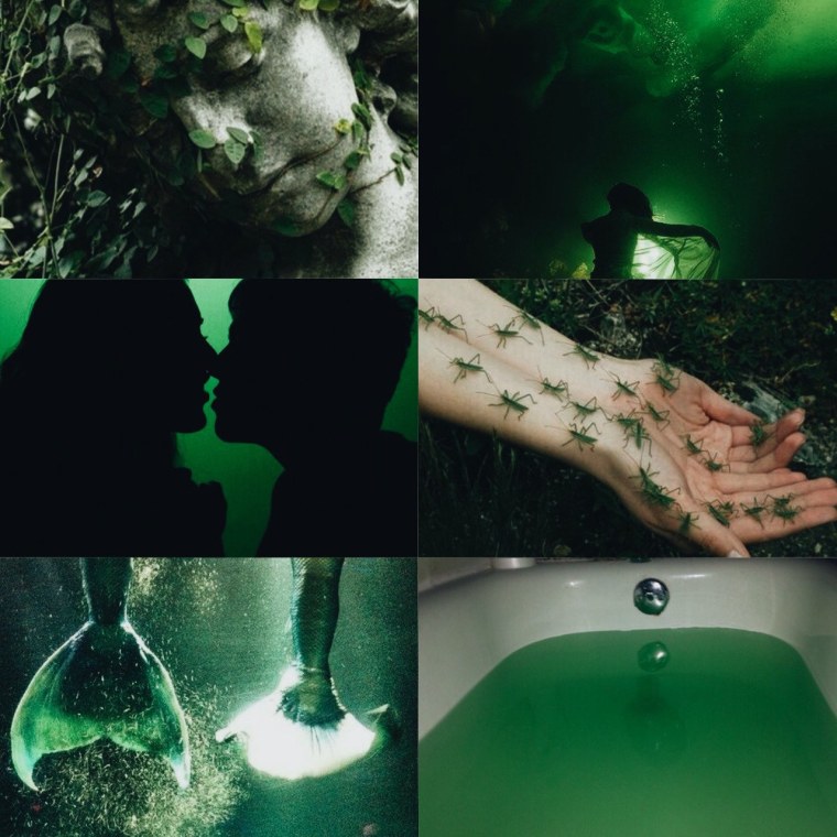 Суккулент бело зеленый