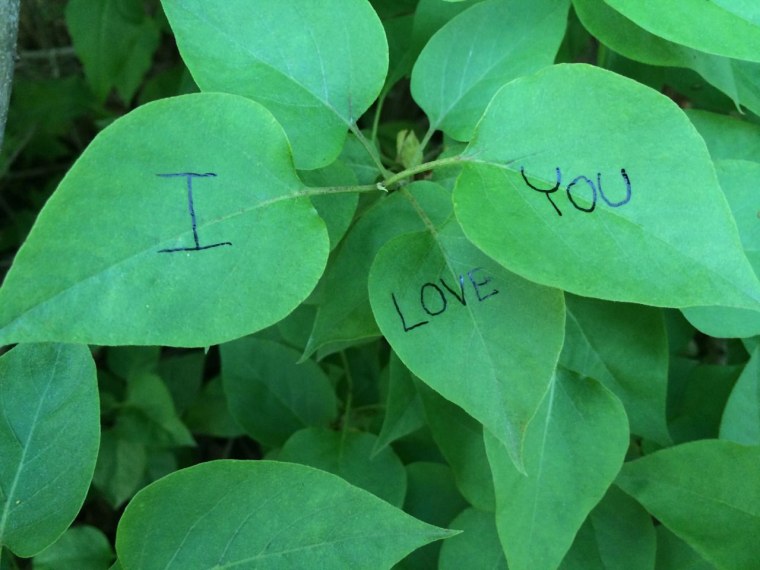 Эстетика зелёного цвета