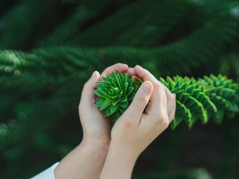 Эстетика зеленого