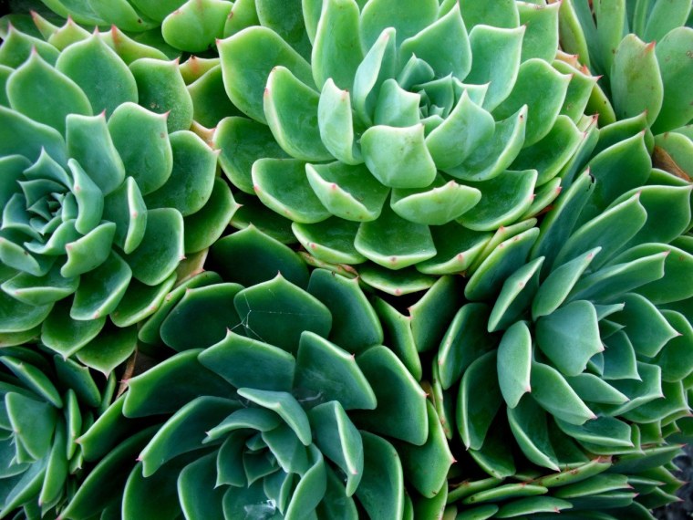 Зеленые сохраненки