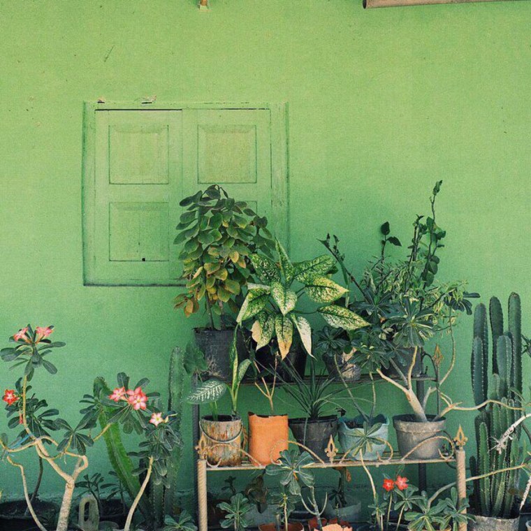 Эстетика салатового