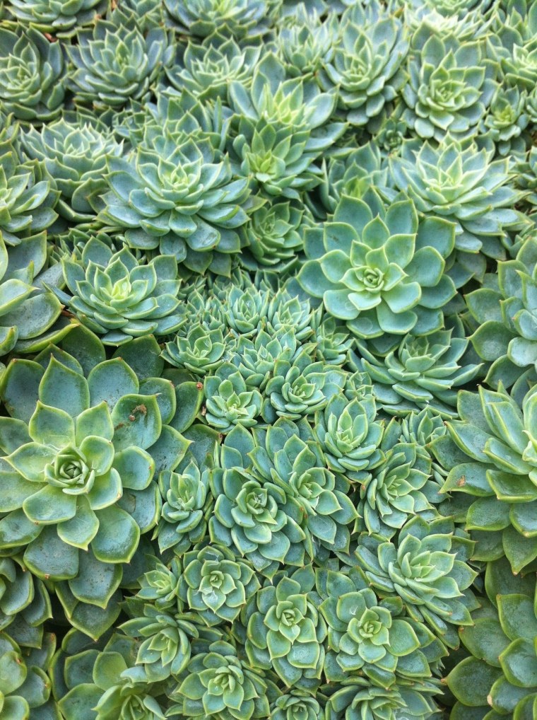 Эстетика болотного цвета