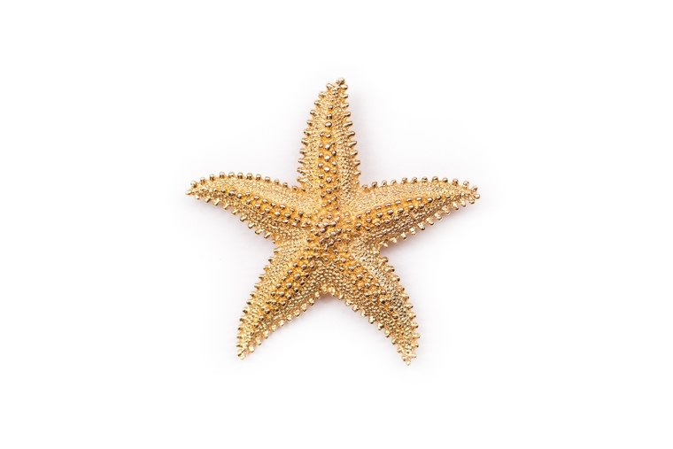 Морская звезда на прозрачном фоне для фотошопа