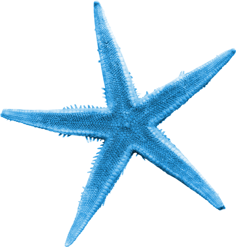Пятиконечная морская звезда