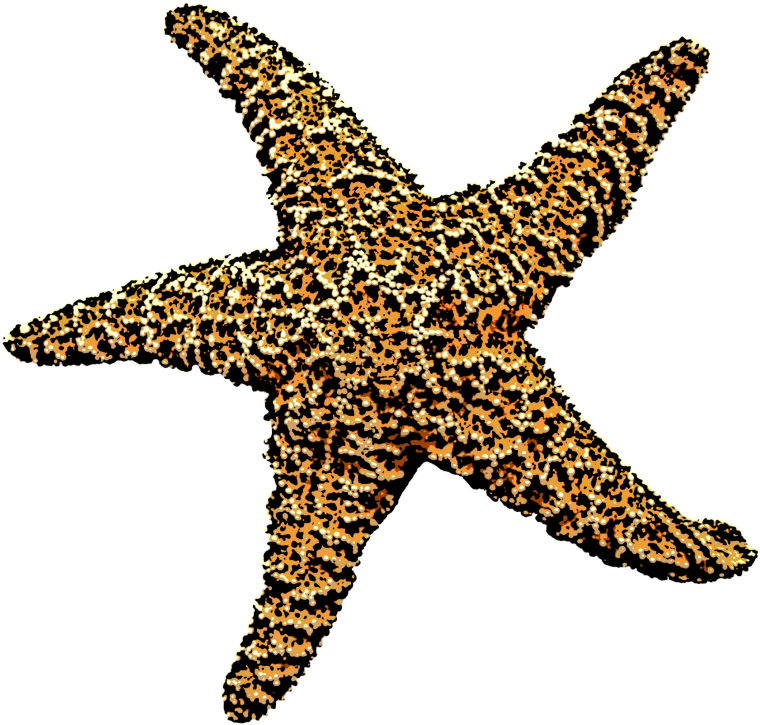 Морская звезда