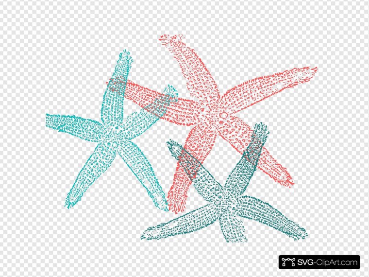 Белая морская звезда