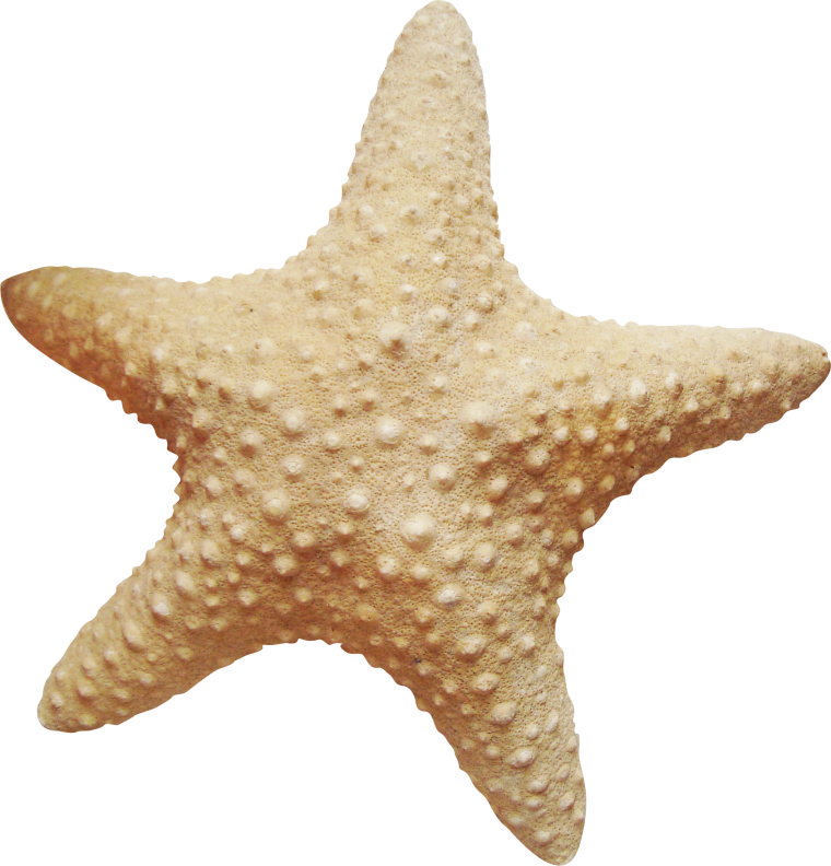 Синяя морская звезда вектор