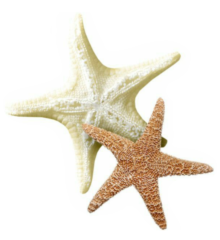 Морская звезда вектор