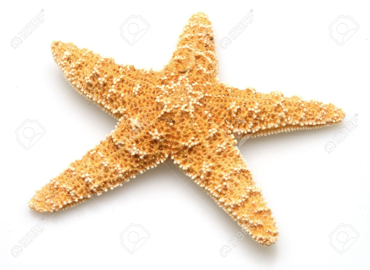 Морская Звездочка
