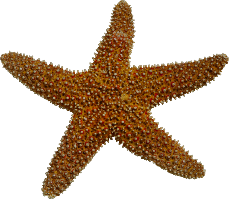 Синяя морская звезда