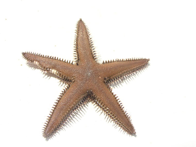 Морская Звездочка на белом фоне