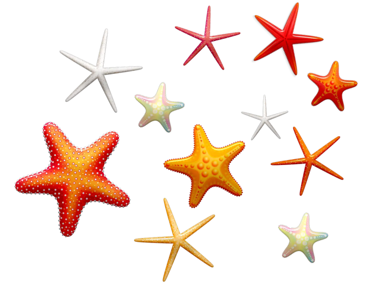 Ракушки морские морские звезды на белом фоне