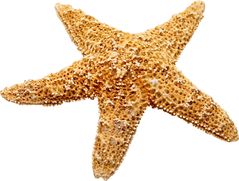 Морская звезда на белом фоне