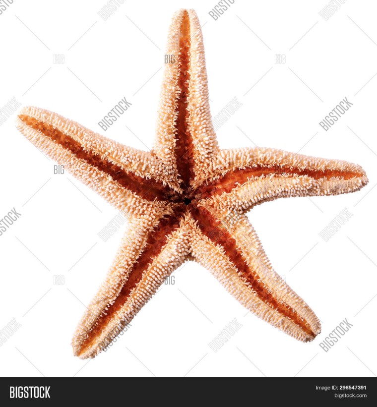 Желтая звезда морская белом фоне