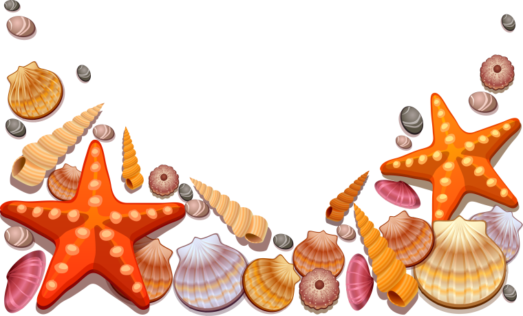 Морская звезда сухая