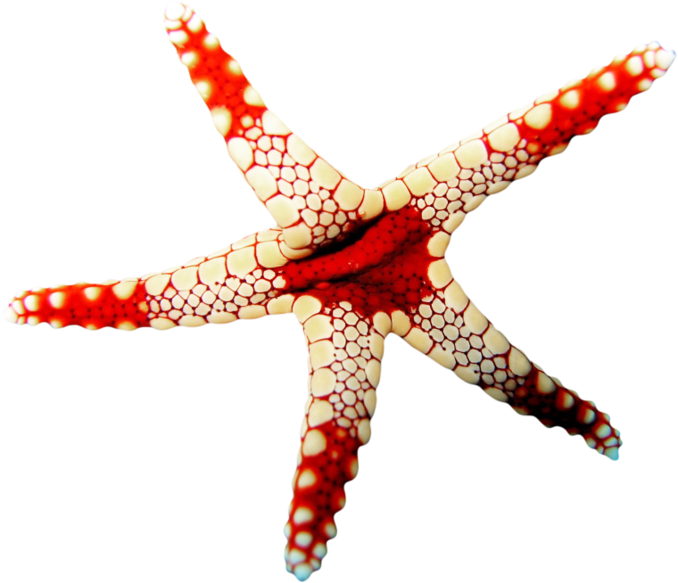 Морская звезда рисунок