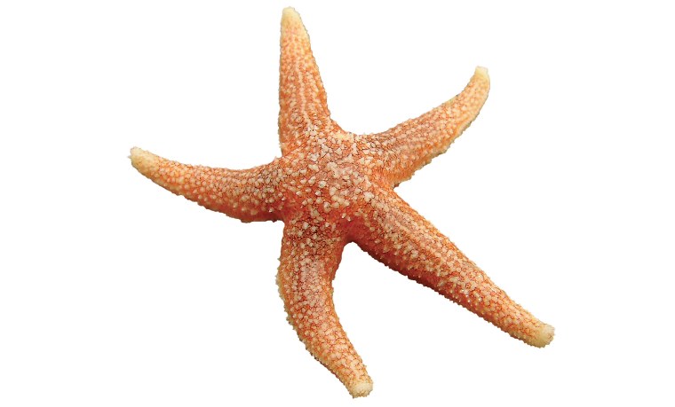 Ракушки морские морские звезды на белом фоне