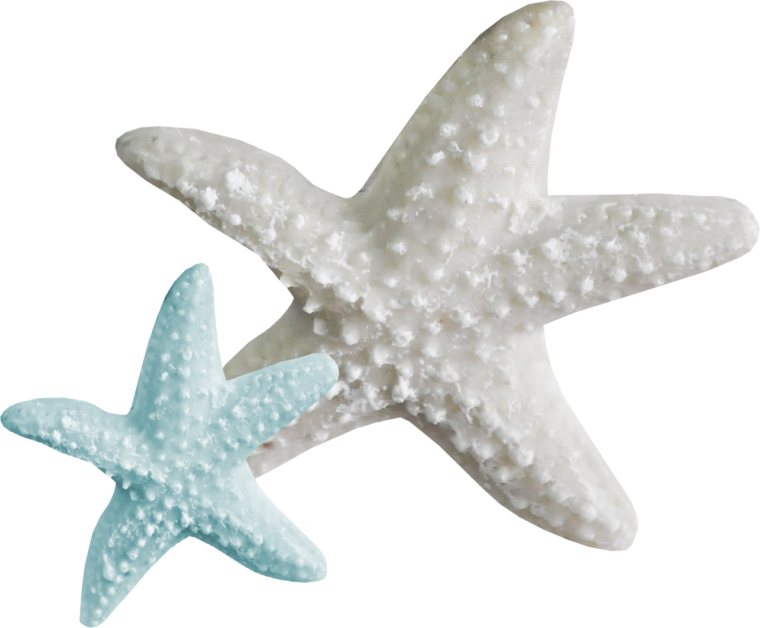 В поисках Немо морская звезда