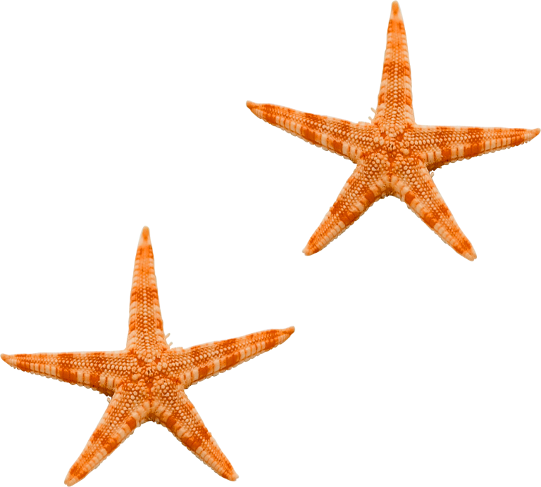 Морская Звездочка