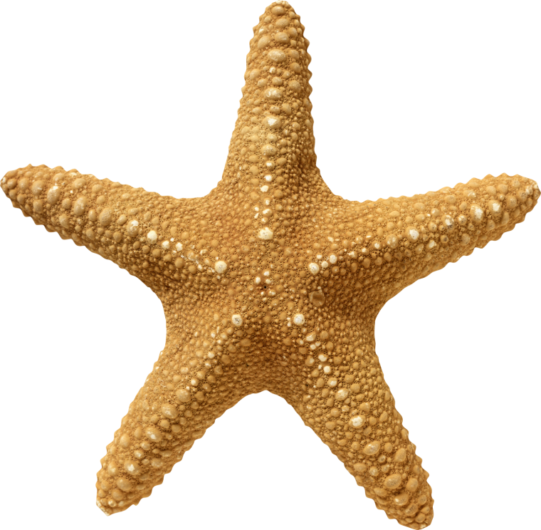 Морская звезда без фона