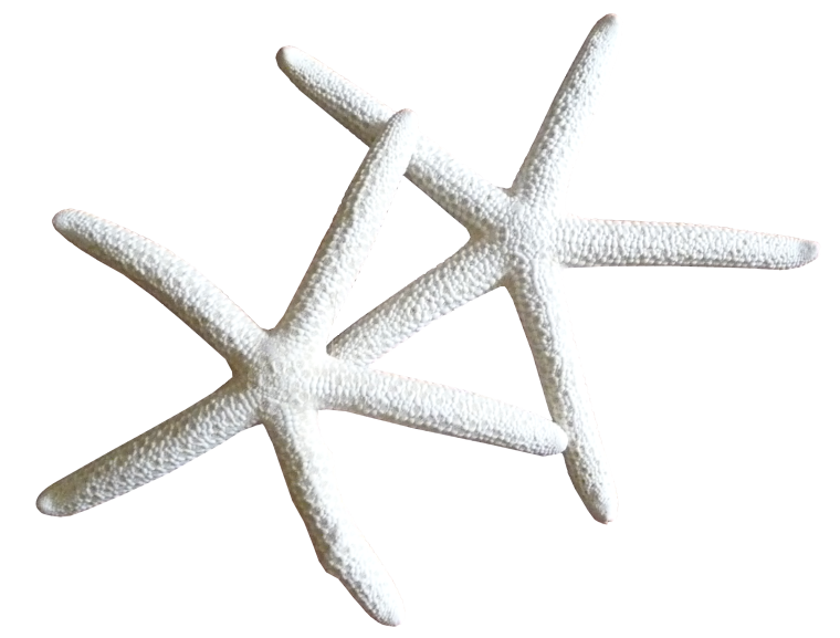 Морская звезда на белом фоне