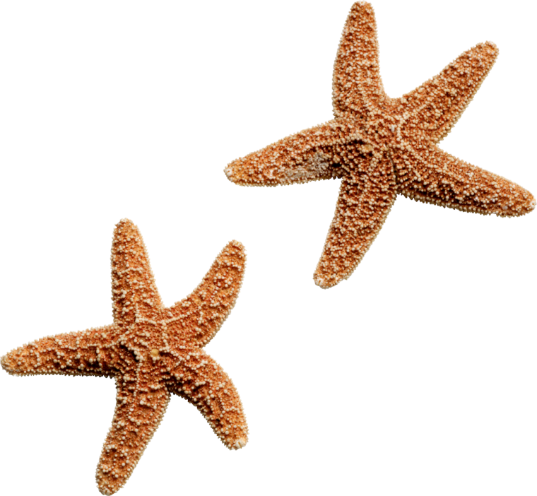 Морская звезда для фотошопа