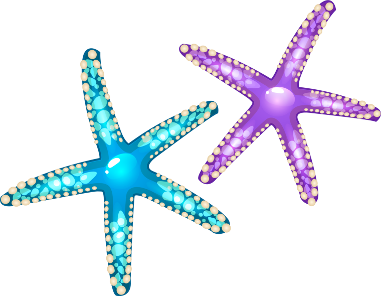 Морская звезда без фона