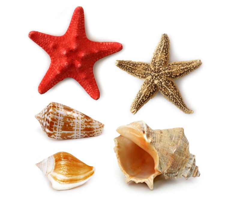 Морские звезды Notomyotida