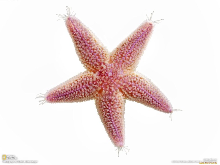 Морские звездочки на прозрачном фоне