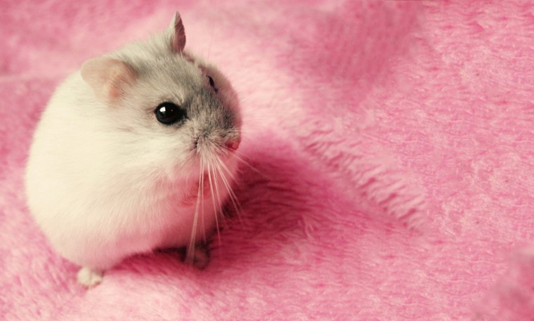 Милые хомяки