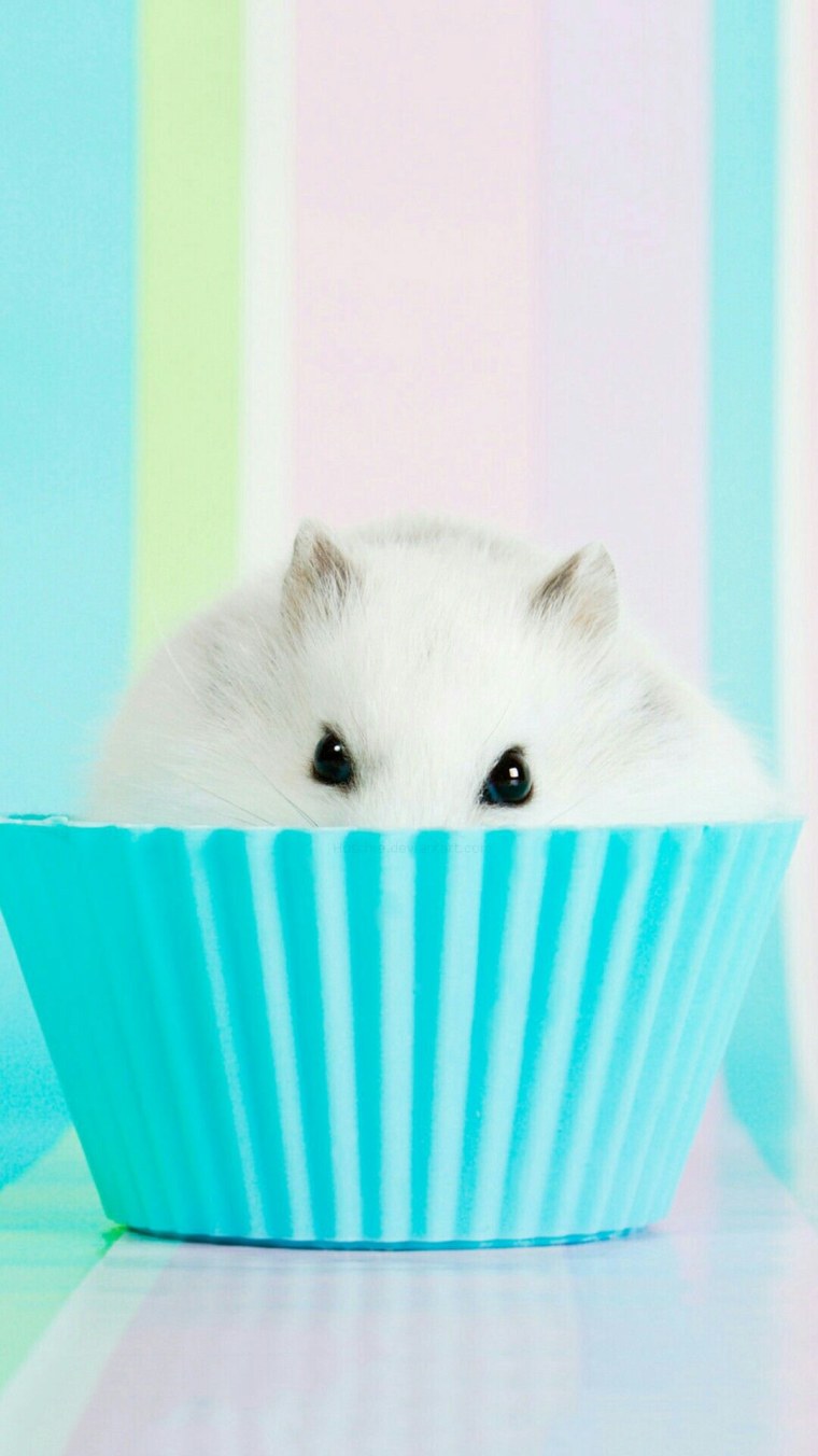 Джунгарские хомяки в траве