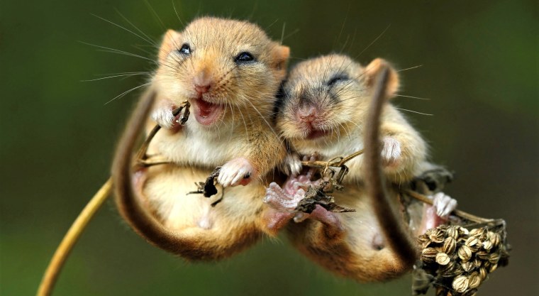 Хомяк джунгарик в кружке