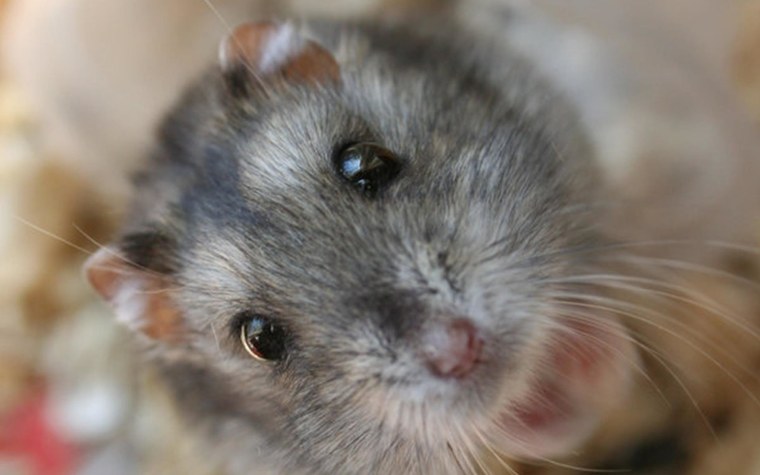 Картинки на рабочий стол хомяк