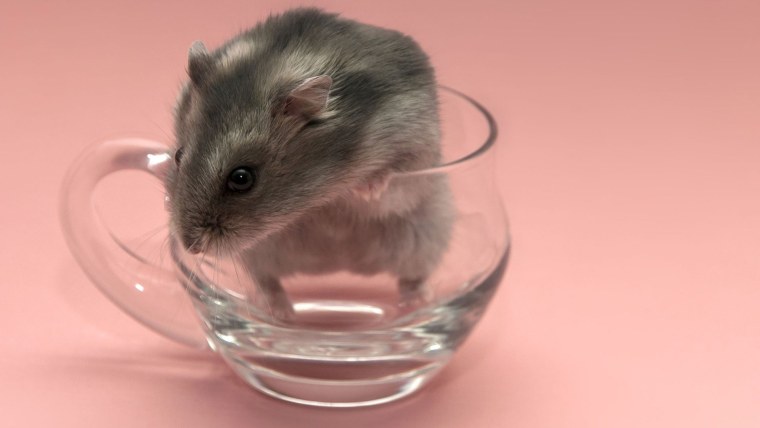 Сирийский хомячок