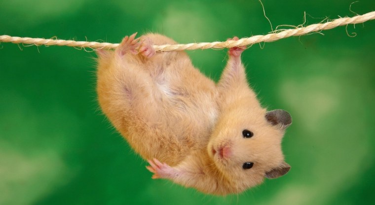 Милые мультяшные хомячки
