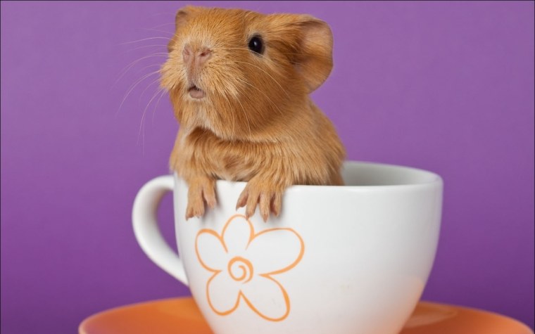 Королевский и джунгарский хомяк