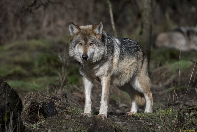 Волк переярок