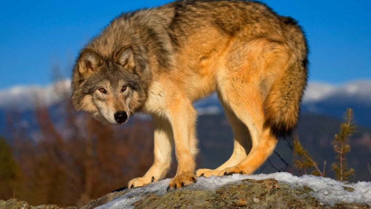 Степной волк Казахстана