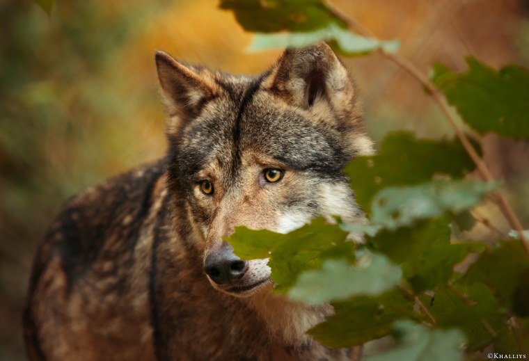 Серьезный волк