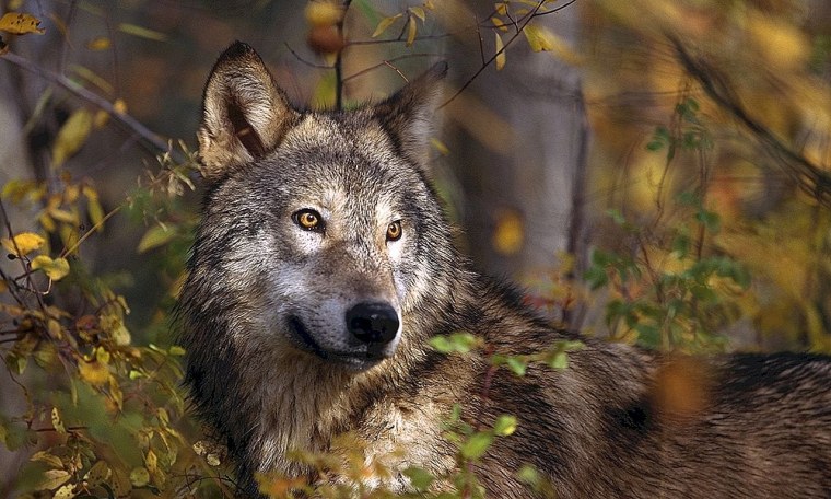 Фото волка одиночки