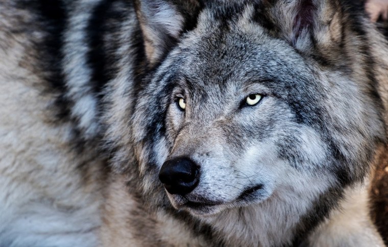 Злой взгляд волка