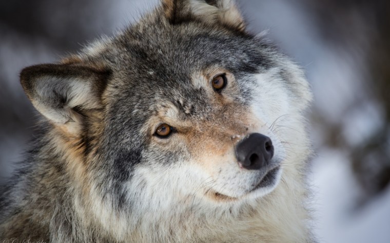 Добрый волк