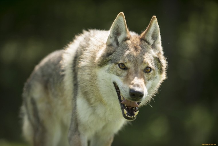 Шакал зверь волк
