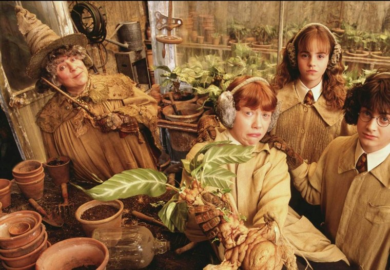 Мандрагора растение Гарри Поттер