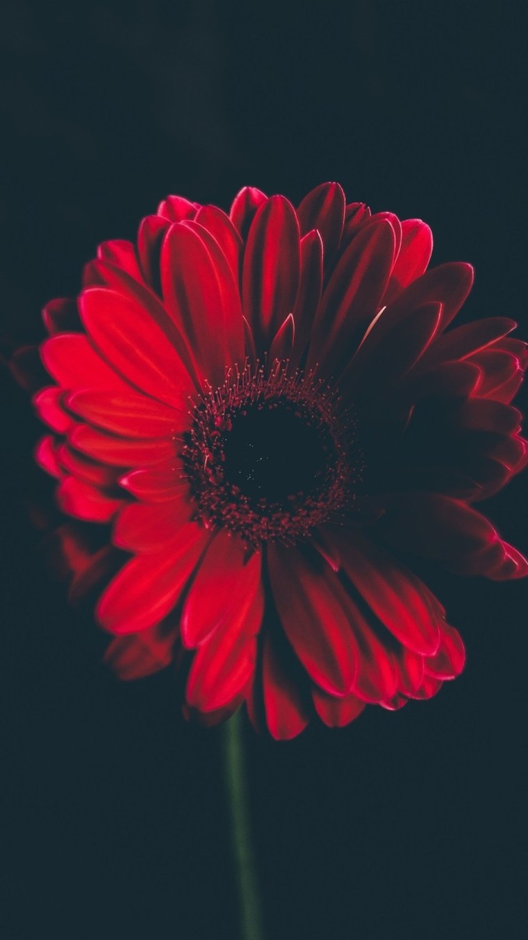 Красный цветок