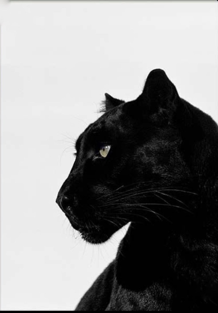 Le Castle Vania - Freak (the Otherside Series, Vol.2)